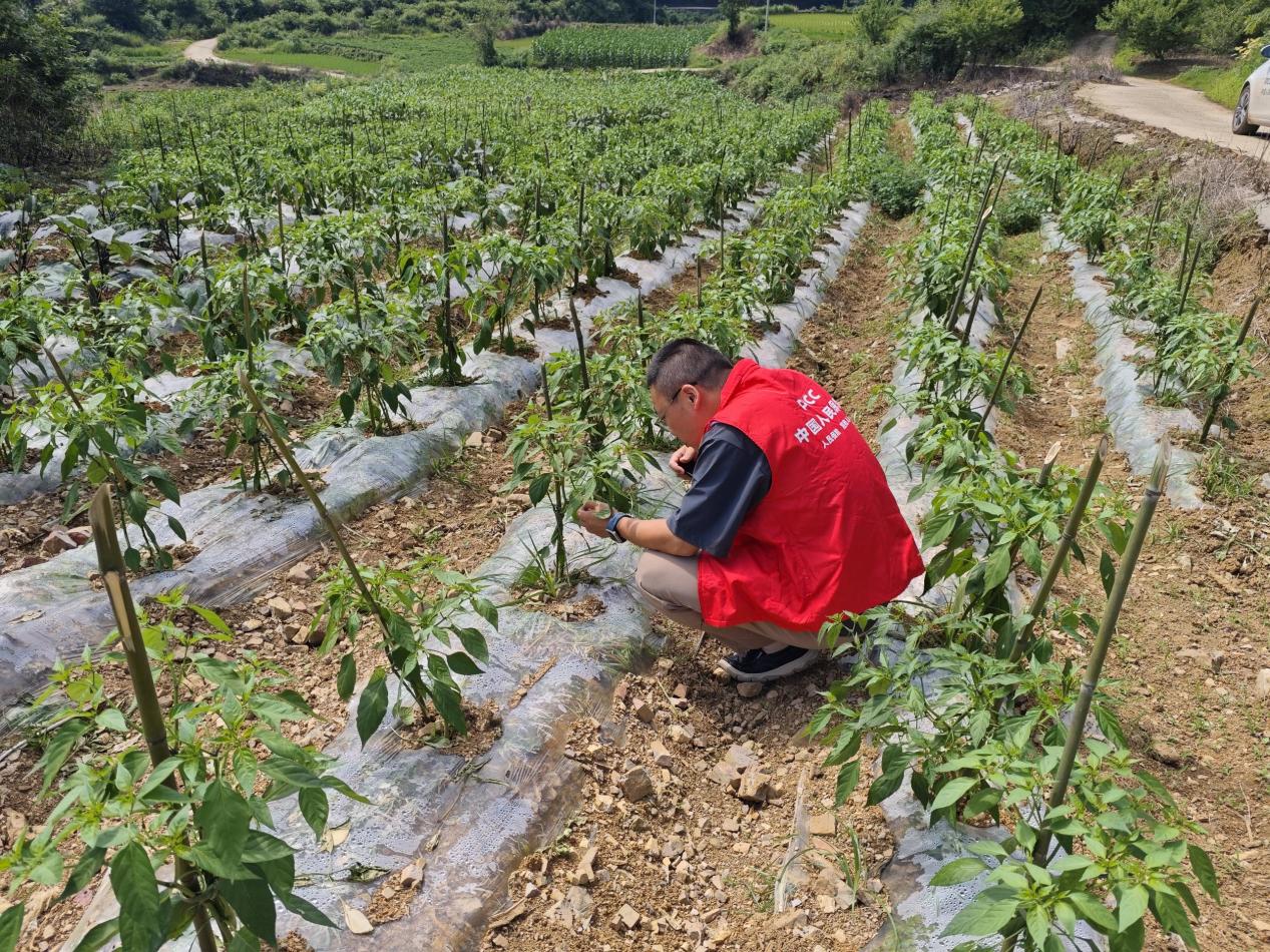 人保财险黔东南镇远支公司：农险验标 椒享安稳