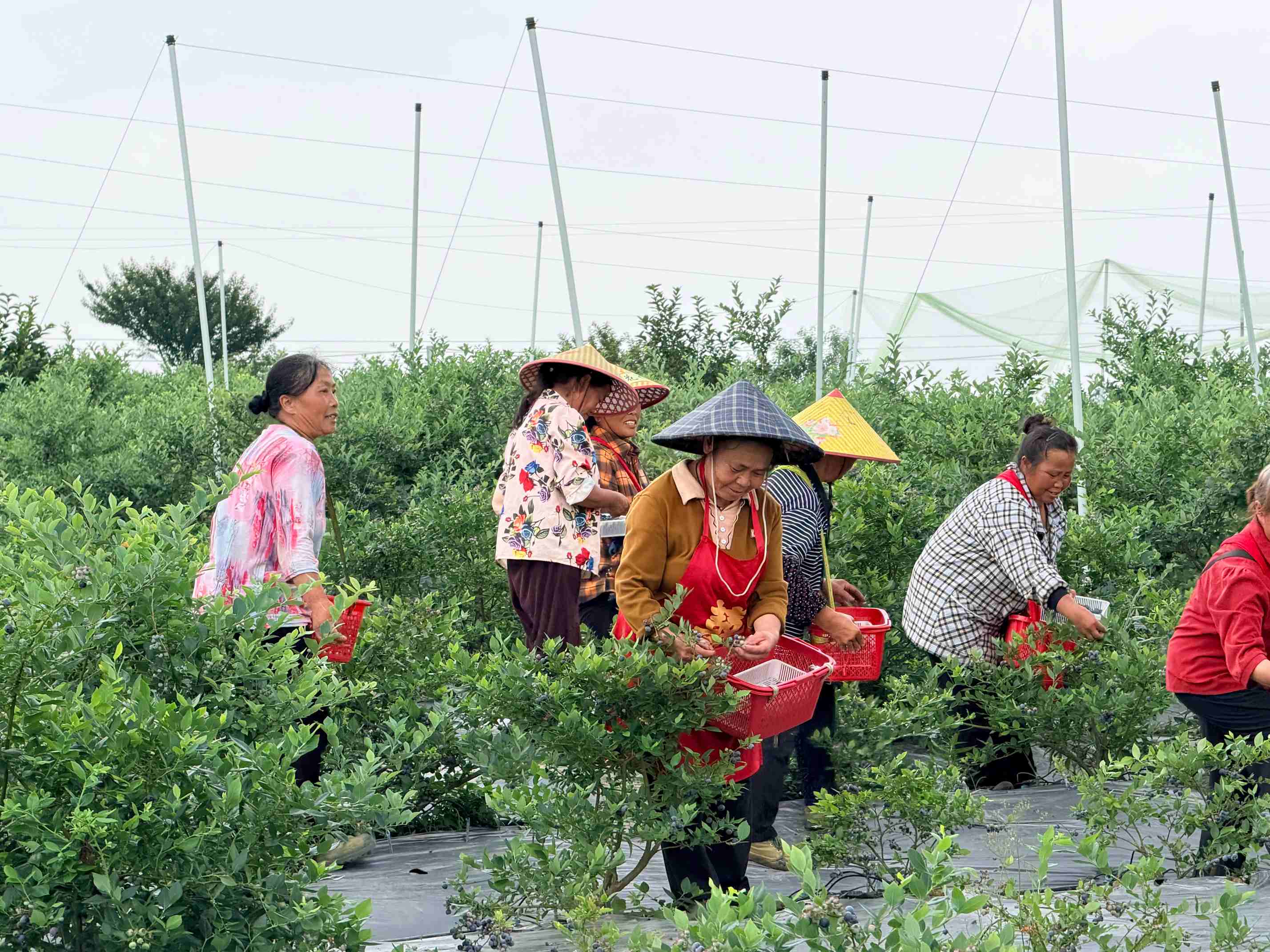 工行凯里分行:深耕特色农业金融 辖内首 笔“贵农担一助农贷”成功落地