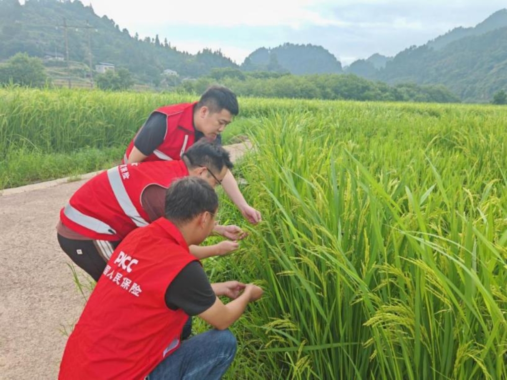 人保财险黔东南分公司：靠前排查防风险 精准护航粮丰收